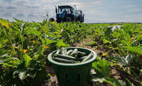 Just-picked green zucchini squash waits to be loaded onto a processing trailer. Photo credit: USDA, Lance Cheung.