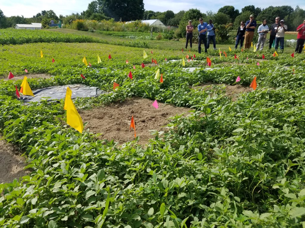 Rogers Farm Forage and Crop Research Facility, Maine. Photo credit: Reana Kovalcik.