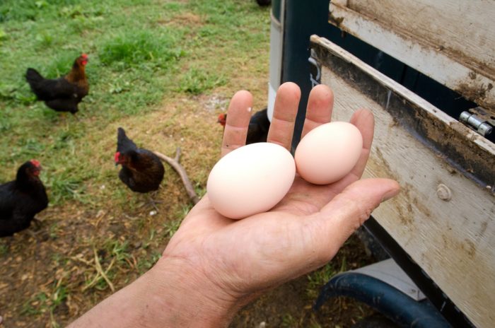 Eggs from free-range hens held in a farmer's hands. Photo credit: USDA