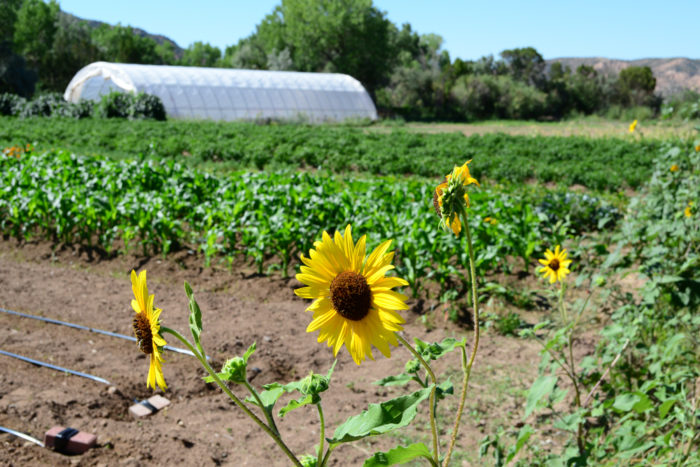 The image shows crops and a hoop house on a farm. Photo credit: USDA.
