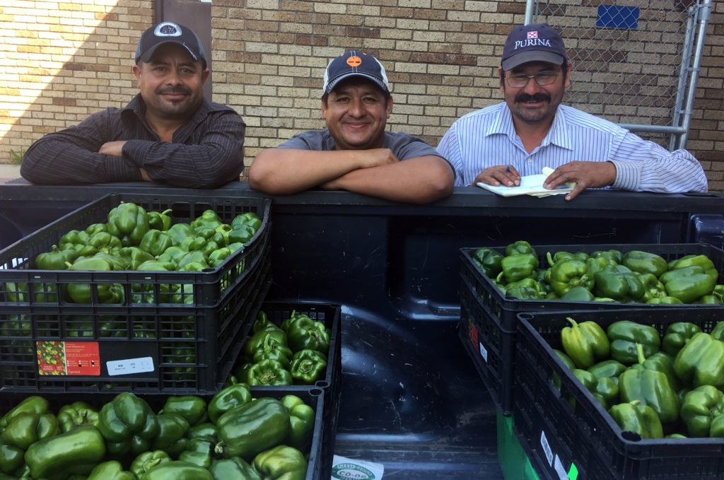 Farmers Rafa, Rodrigo, and Javier from Agua Gorda Growers’ Cooperative deliver fresh produce to Shared Ground. Photo credit: Shared Ground Farmers’ Cooperative